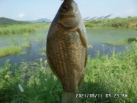 팔묜 민물낚시 노지조행기 > 낚시 댕겨온 이바구 : 낚시사랑