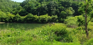 민물수영 민물낚시 노지조행기 > 괴산 대곡지 그리고 앵천보 -고기가 수염이 났어요 조조 수염 이네요 - : 낚시사랑