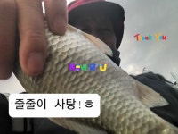 외대도사 민물낚시 노지조행기 > 등잔밑. : 낚시사랑