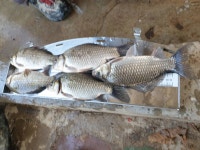 민물수영 민물낚시 노지조행기 > 영천 효동 지 붕어 모집 했습니다 ^^ 붕어 잘 나옵니다 : 낚시사랑