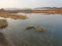 민물수영 민물낚시 노지조행기 > 지나 가면서 들리는 놀이터 요도천 : 낚시사랑