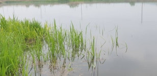 민물수영 민물낚시 노지조행기 > 가면서 오면서 들리는 충주 수로 (참새 방 앗 간) : 낚시사랑