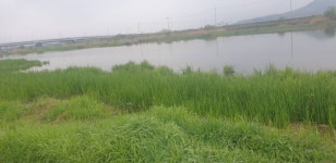 민물수영 민물낚시 노지조행기 > 가면서 오면서 들리는 충주 수로 (참새 방 앗 간) : 낚시사랑