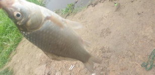 민물수영 민물낚시 노지조행기 > 가면서 오면서 들리는 충주 수로 (참새 방 앗 간) : 낚시사랑