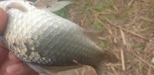 민물수영 민물낚시 노지조행기 > 가면서 오면서 들리는 충주 수로 (참새 방 앗 간) : 낚시사랑