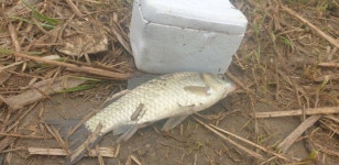 민물수영 민물낚시 노지조행기 > 가면서 오면서 들리는 충주 수로 (참새 방 앗 간) : 낚시사랑