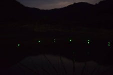 사라비아 민물낚시 노지조행기 > 사라비아의 낚시이야기 ( 충주댐 하천리 지동) : 낚시사랑