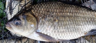 민물수영 민물낚시 노지조행기 > 의성서 시작 해 봅니다 근처 소류지 와 하천 으로 가봅니다 - : 낚시사랑