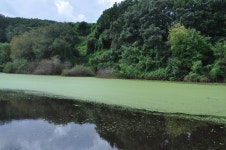 빨간풍차 민물낚시 노지조행기 > 파주 용못 : 낚시사랑