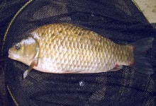 남한강낚시 통신원속보 > 노지낚시 붕어, 장어 소식과 39cm 대물붕어 모습... : 낚시사랑