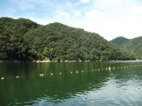 남한강낚시 통신원속보 > 한가위 선물로 1kg급 장어를 ... : 낚시사랑