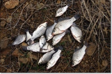 어신 > 보령의 저수지 두곳 다녀왔습니다. : 낚시사랑