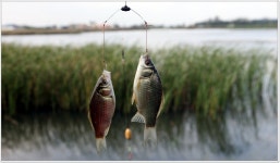 어신 > 모처럼 평일 단독 출조하였습니다만... : 낚시사랑