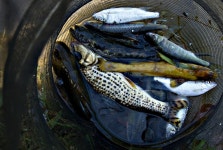 엘리어트 > 강원도 영월 김삿갓면 남한강 상류 노지를 찾아서... : 낚시사랑