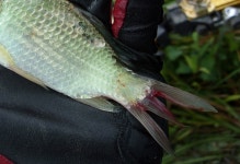 바다하늘산 > 경기권 소류지 탐사 ... 초복 (伏─) ... 2013.7.12~7.14 ... : 낚시사랑