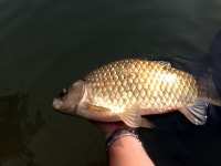 새버들 > 樂 時 : 낚시사랑