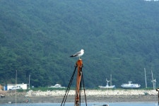 토탈조사 > 충남보령시 오천면 소성리 소재 신촌지(新村池) : 낚시사랑
