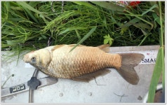 어신 > 아쉽기만 한 죽림지 : 낚시사랑