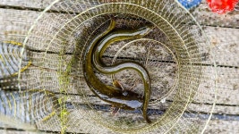 지평 > 지평의 물 나들이 [충주호 문골낚시터] : 낚시사랑