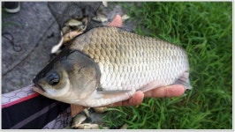 어신 > 고삼지 퇴수로에서 뺨맞고 용인 용담지에서 화풀이 했습니다. : 낚시사랑