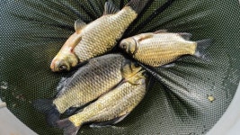 지평 > 지평의 물 나들이 [안골낚시터] : 낚시사랑