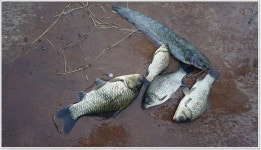 어신 > 강화도를 한바퀴 돌아 찾아간 돌성 토종 대물낚시터 : 낚시사랑