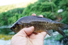 일산꾼 > 일산꾼 피싱 다이어리-예산 소류지 : 낚시사랑