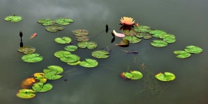 낙엽비 > 『초평천 용정리권』 : 낚시사랑