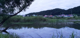 낙엽비 > 『초평천 용정리권』 : 낚시사랑