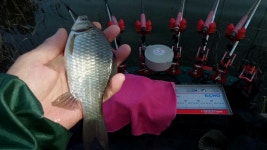 낙하산 > 낙하산의 낚시여행...(충남 서산 대산 0번수로 / 물낚시 마감) : 낚시사랑