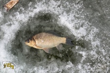 질꾼 > 수직얼음에서 수평얼음으로...... : 낚시사랑