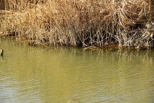 솔바람소리 > 물이 그리워 찾은 아담한 수로 : 낚시사랑