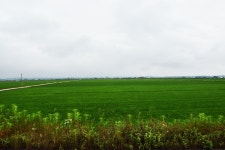 솔바람소리 > 삽교호 부장리 : 낚시사랑 솔바람소리 > 삽교호 부장리  : 낚시사랑