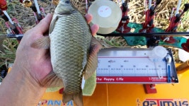 낙하산 > 낙하산의 낚시여행...(충남 서산에 있는 대산 1번수로) : 낚시사랑