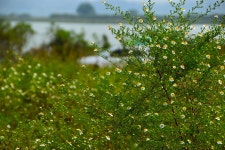 솔바람소리 > 삽교호 부장리 : 낚시사랑