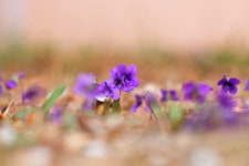 엘리어트 > 엘리어트의 낚시여행 ( 봄 붕어 낚시 - 제천 청풍호를 찾아서...) : 낚시사랑