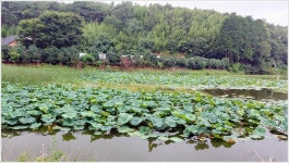 어신 > 안면도 율포지(대야저수지)도 낚시금지구역? : 낚시사랑