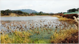 어신 > 정읍의 한 저수지와 부안의 소류지 : 낚시사랑