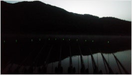 어신 > 충주호 명서리에서 어렵게 만난 사짜 한수 : 낚시사랑