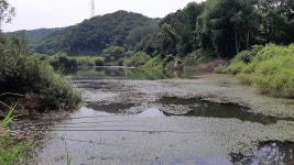 낙하산 > 낙하산의 낚시여행...(경기도 연천에 있는 용못) : 낚시사랑