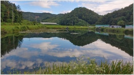 어신 > 횡성 흑석 소류지의 작지만 당찬 붕어들 : 낚시사랑