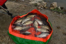 질꾼 > [붕어 이야기 361] 역시 삽교호네요. ^^ : 낚시사랑