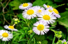 인천사랑. > 사양저수지 : 낚시사랑