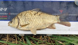 낙하산 > 낙하산의 낚시여행...(다시 찾아간 대호 적서리) : 낚시사랑