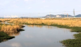 낙하산 > 낙하산의 낚시여행...(충남 서산 대산1번수로 상류) : 낚시사랑