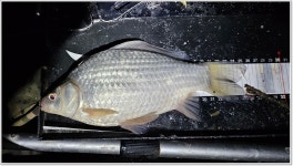 어신 > 겨울 붕어가 나오는 초대저수지 : 낚시사랑