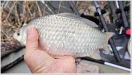 어신 > 마지막으로 찾았던 양장리수로 본류권. : 낚시사랑