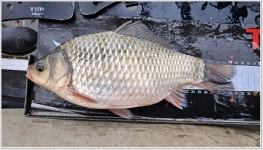 어신 > 마지막으로 찾았던 양장리수로 본류권. : 낚시사랑