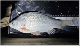 어신 > 마지막으로 찾았던 양장리수로 본류권. : 낚시사랑