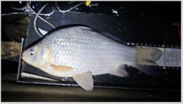 어신 > 마지막으로 찾았던 양장리수로 본류권. : 낚시사랑